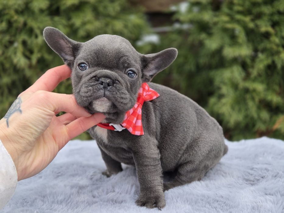 французький бульдог мила дівчинка