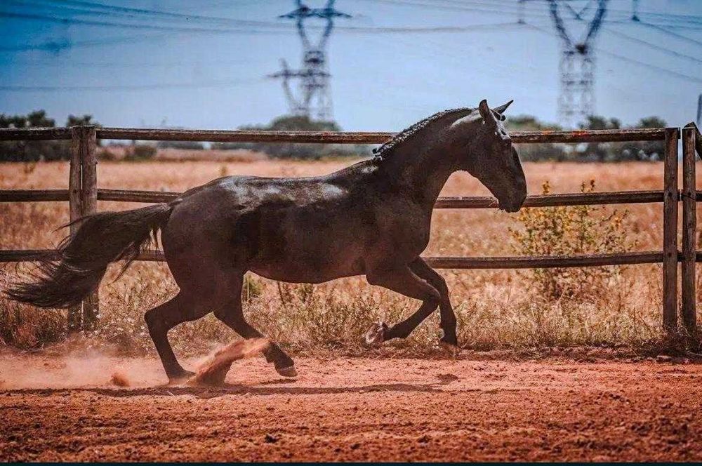 Cobrição - Garanhão PSL Preto de Linhagem de Excelência para cobrições