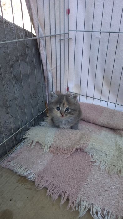 Отдам котят в хорошие руки