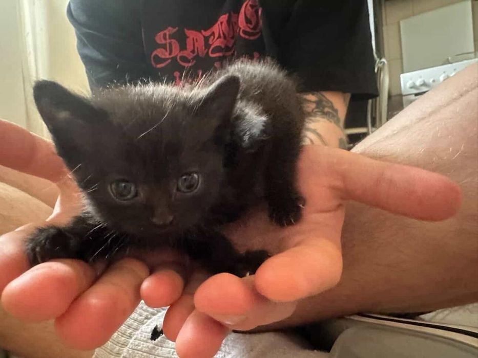 Кошенятка шукають родини