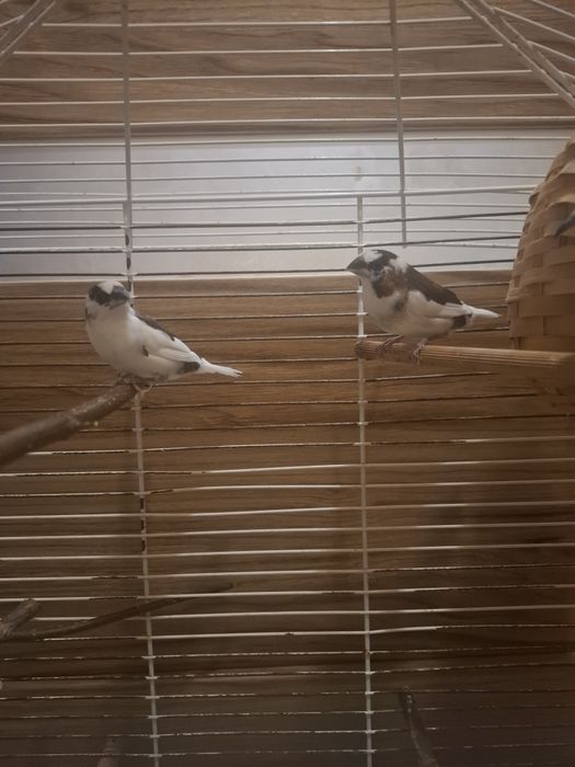 Sprzedam mewki japońskie i gołobka diamentowego