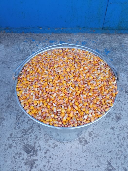 Кукурудза.Пшениця