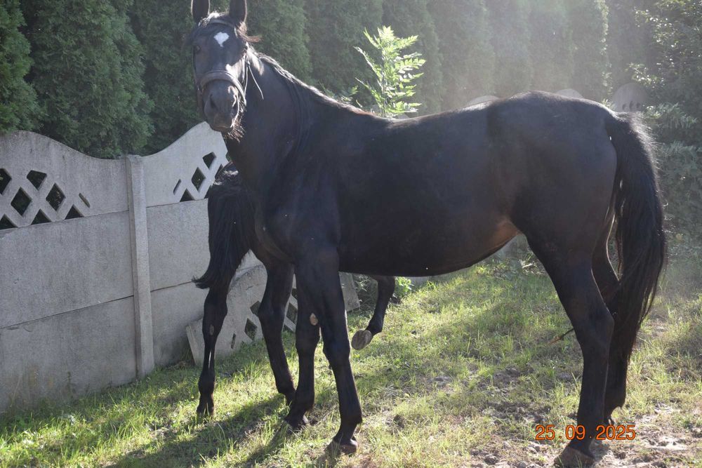 Kara klacz na sprzedaż