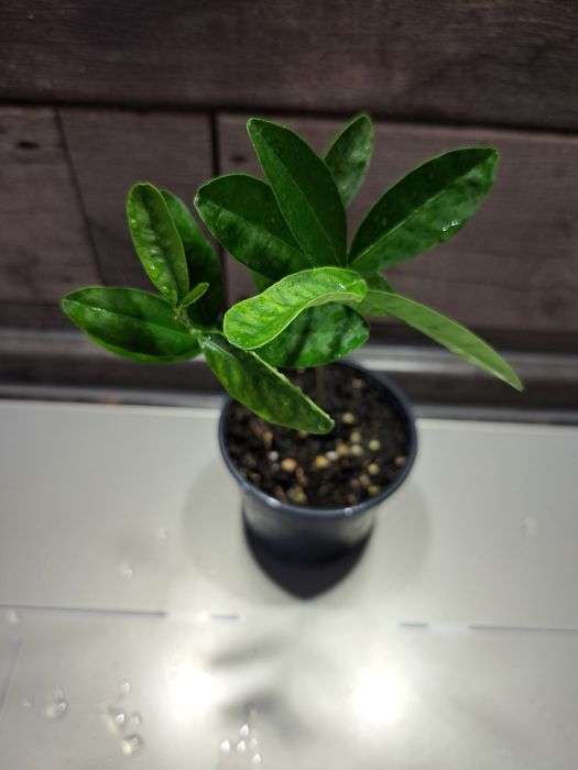 Щеплений лимон(лаймкват) Юстис