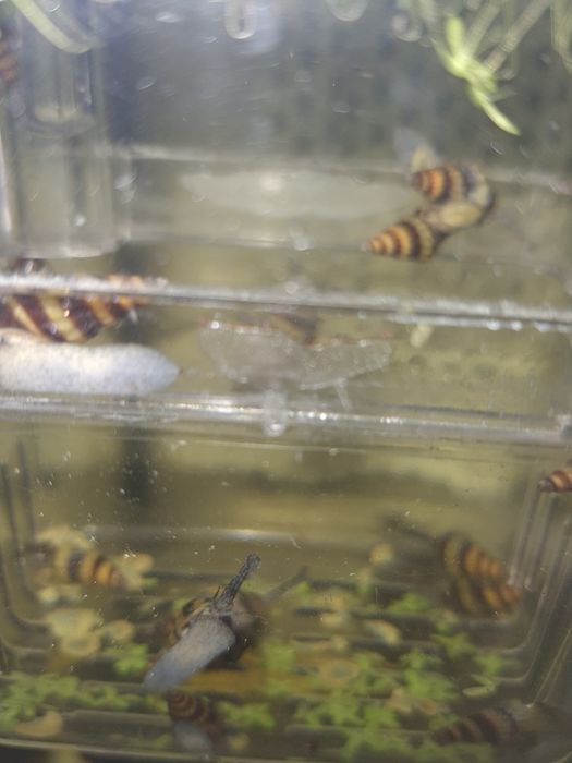 Равлики Хелена і креветки червоні розпродаж