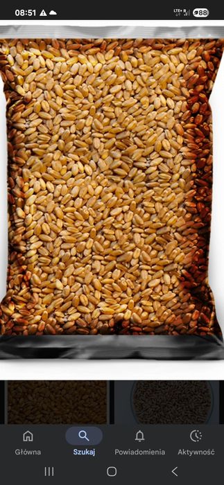 Pszenżyto paszowe 2025