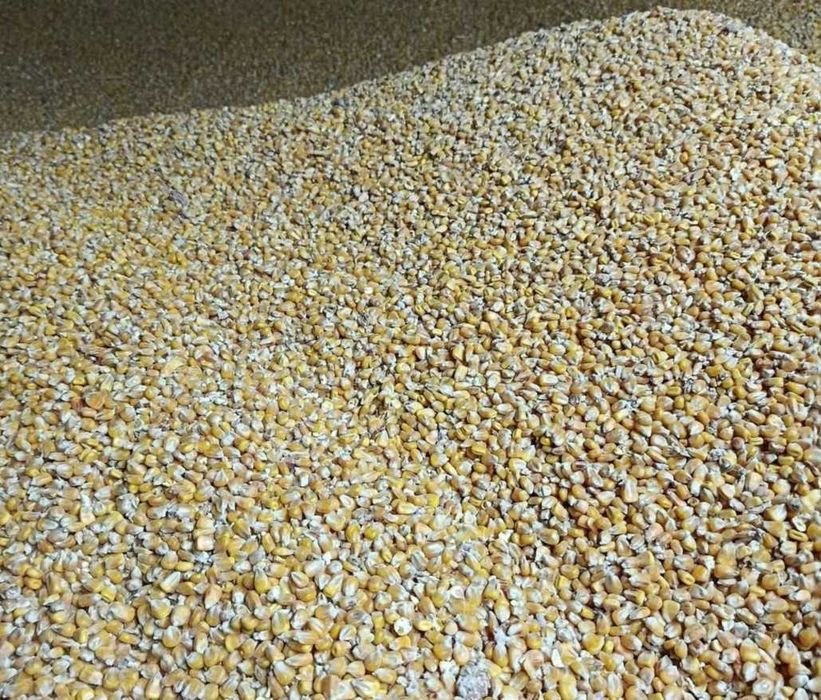 Kukurydza sucha 2025 po suszarni