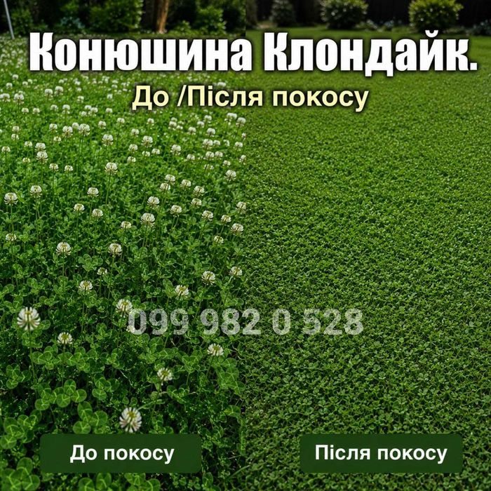 Конюшина біла Клондайк з найбільшою посухостійкістю насіння клевер семена газона