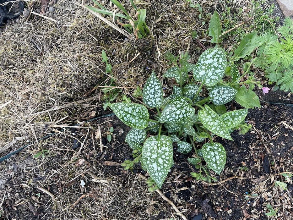 Miodunki,Byliny wieloletnie i inne