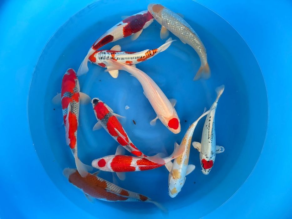 Karpie Koi na sprzedaż