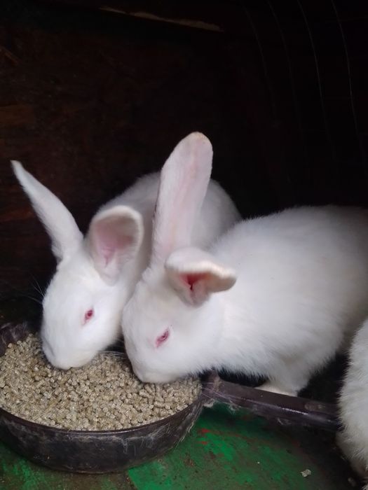 Кролі, кролики, термонці