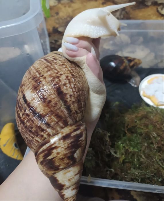 Кальцій «Супер Ріст» для равликів