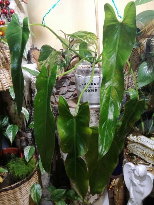Philodendron Spiritus Sancti Santa Leopoldina UNIKAT monstera filodend