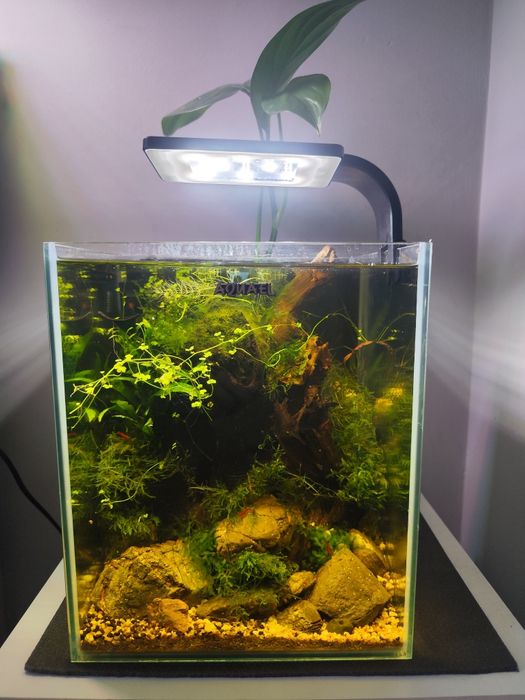Akwarium,krewetkarium Aquael