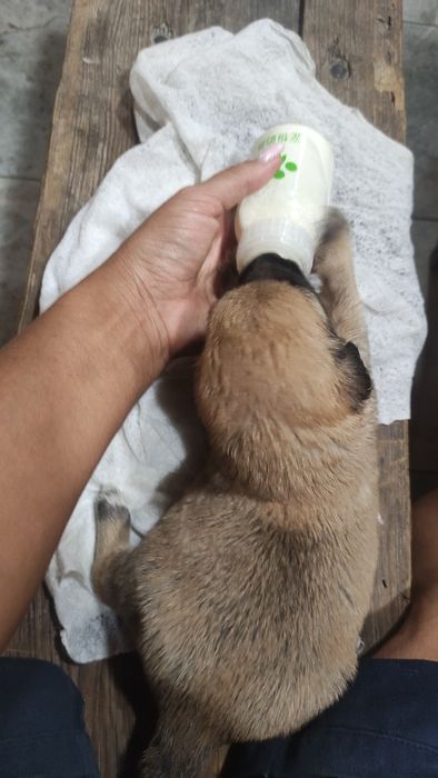 Щенки ищут дом бесплатно