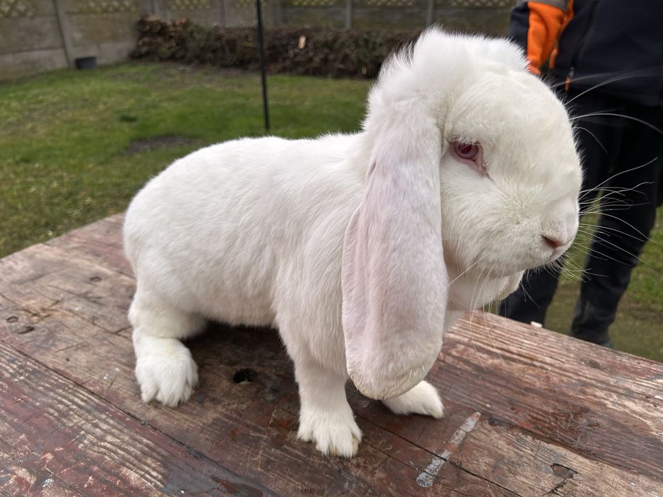 Baran francuski biały