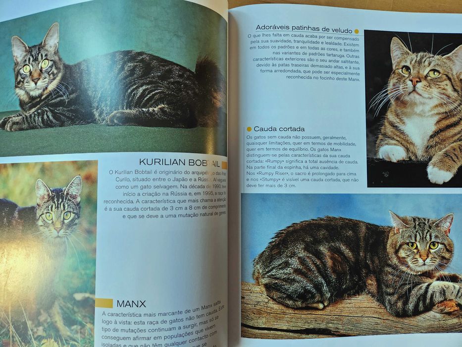 Gatos Caçadores elegantes com patas de veludo