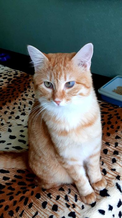 Отдам в хорошие руки кошечку Ханни