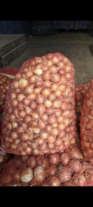 Лук севок, тиканка, арпаж Штутгарт, Делфін