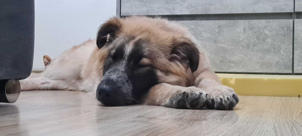 Oddam cudownego szczeniaczka (suczka)