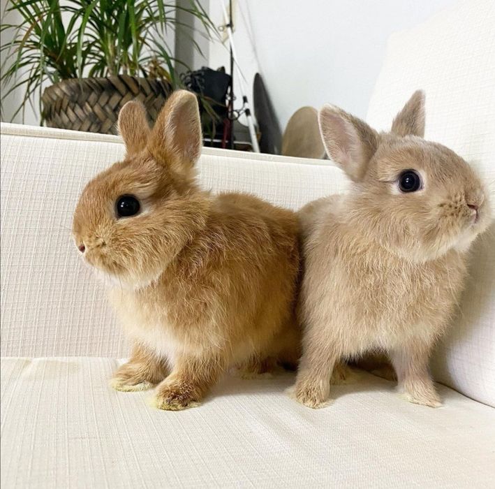 KIT Coelhos anões teddy e mini holandês muito fofos e super dóceis