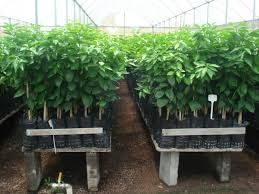 Arvores tropicais Jacas e moringas (Africanas, America  e Indianas)