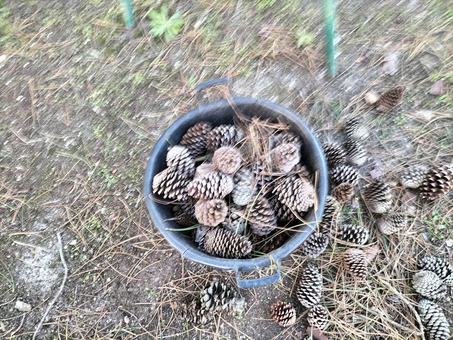 Pinhas para lareira
