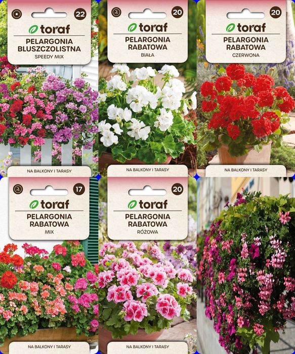 Pelargonia nasiona zestaw 5 odmian do wysiewu wiosną za 35 zł