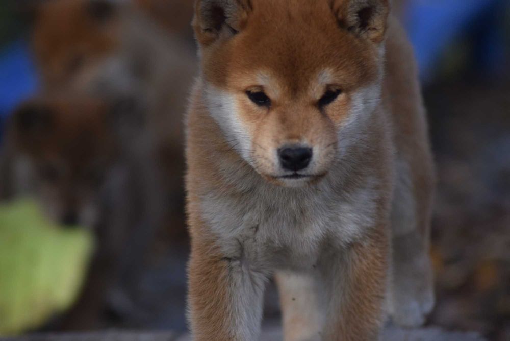 Super piesek shiba z doskonałym rodowodem ZKwP FCI