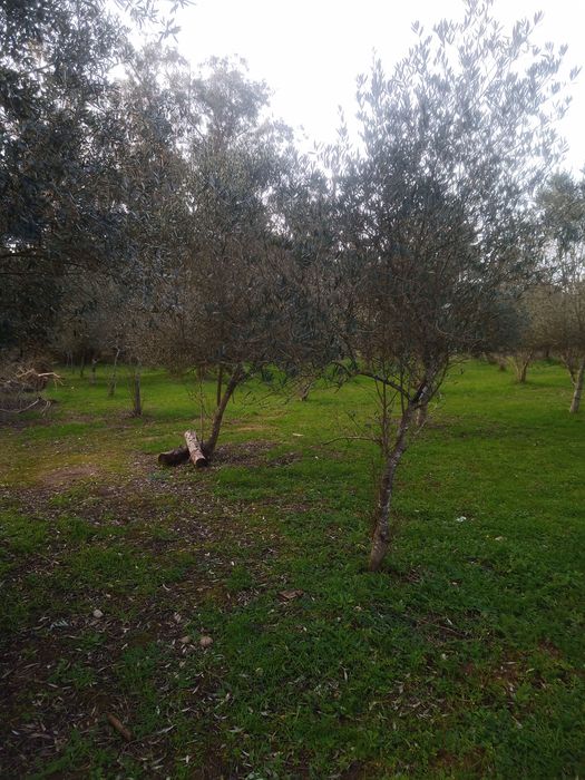 Vendo Oliveiras Para Quem Quiser Para  Jardins