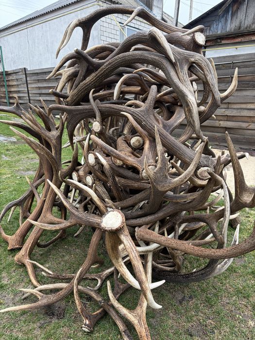 Продам роги оленя,200 кг.700грн за кг