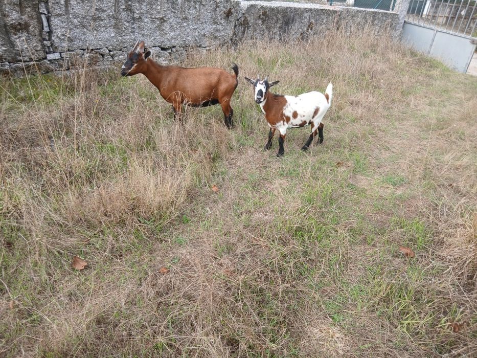 Vendo cabras anãs