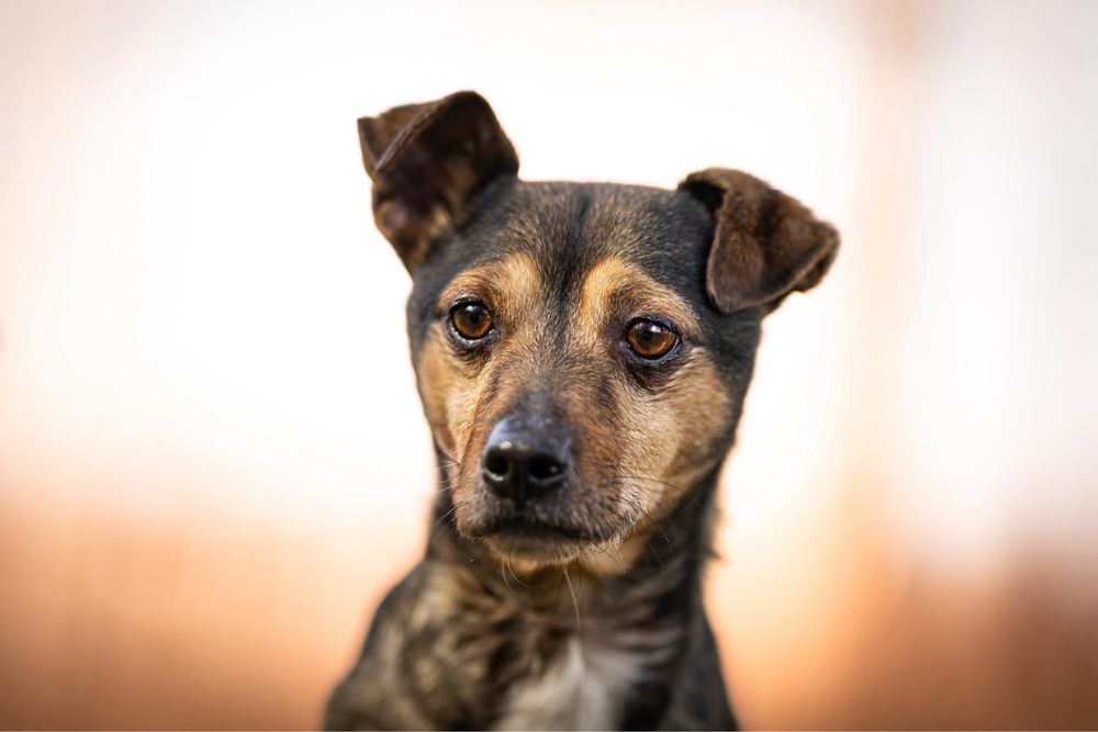 Mały wrażliwy uroczy Minio do adopcji