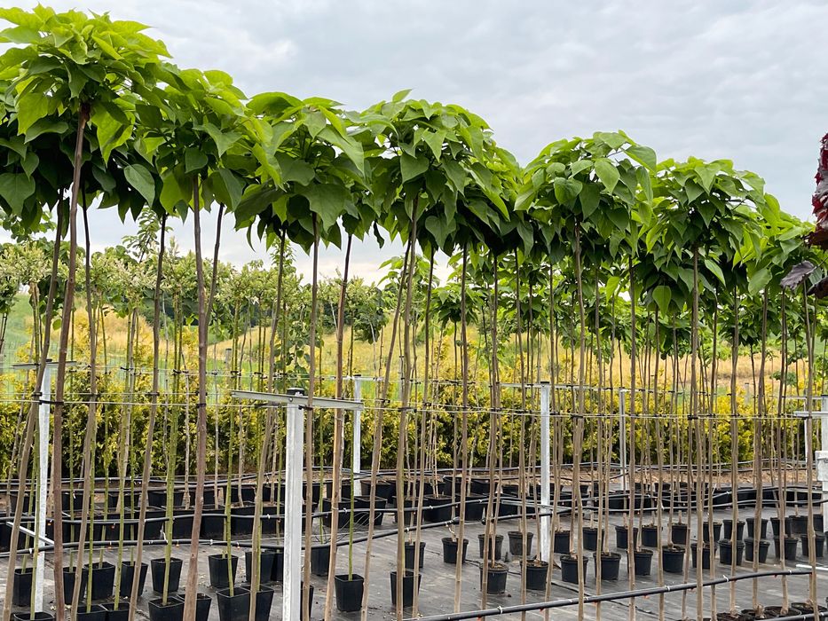 KATALPA NANA kulista 180-200 cm 240 ZŁ