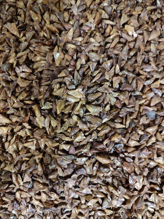 Насіння Сосна, Ялиця, Модрина