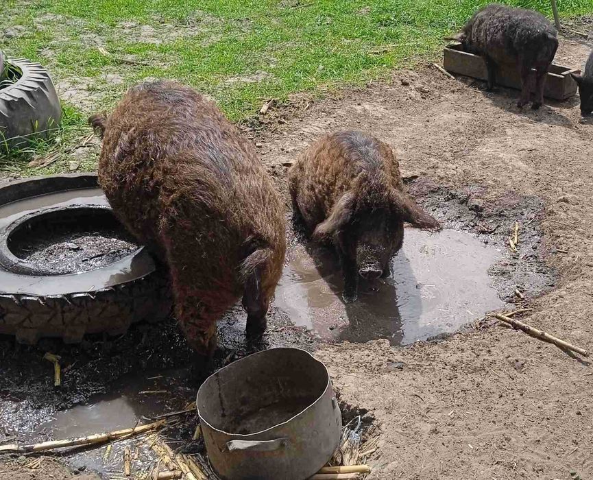 свині мангали.молодняк.кнурі.підрощені.
