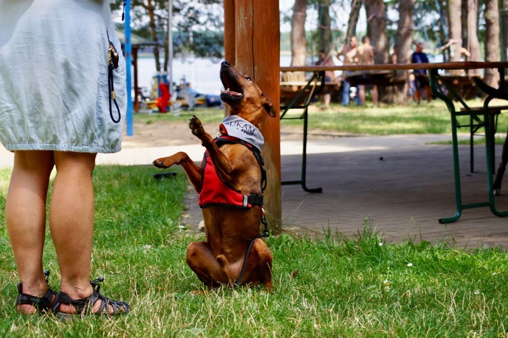 Mix pinczer/terier szuka nowego domu