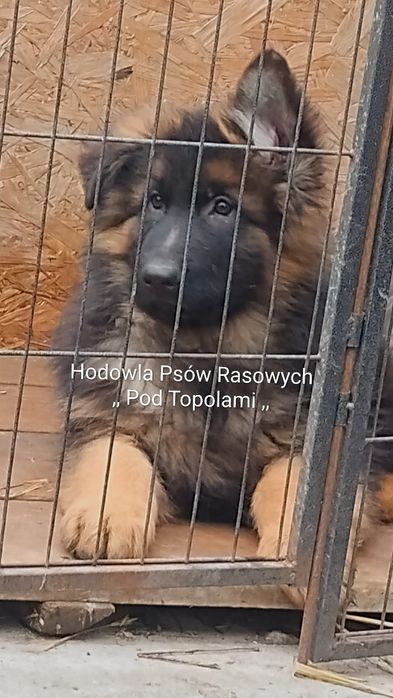 SUPER suczka/owczarek niemiecki długowłosy