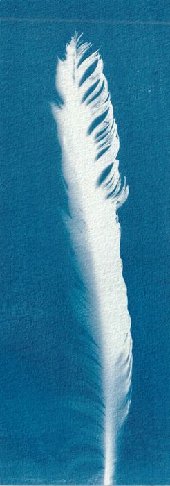Cianotipia - Fotograma de pena de pato branco.