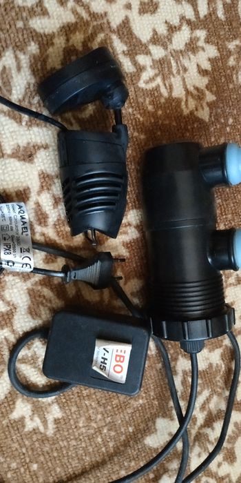 Псевдоморе  Аквариумистика