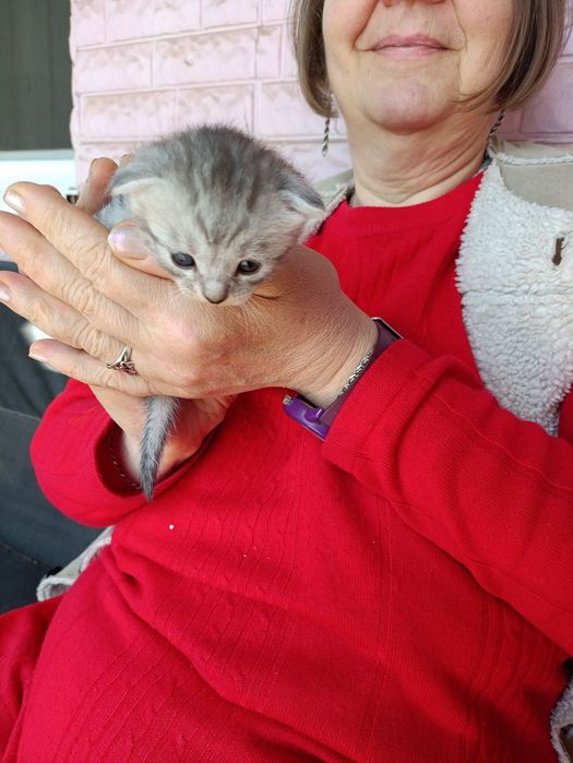 Котенок веслоухая девочка.