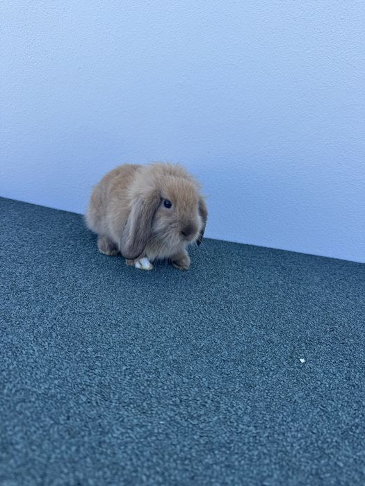Coelhos anões com 2 meses