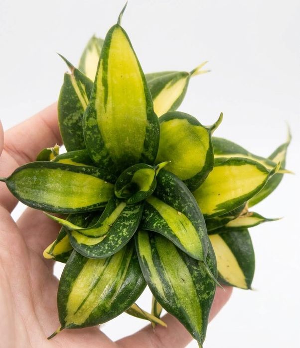 Sansevieria hahnii spiral star