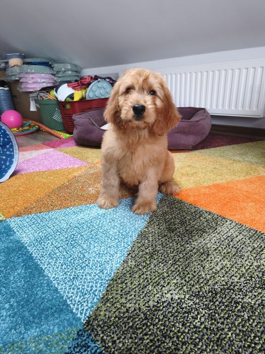 Irishdoodle Doodle goldendoodle seter badania genetyczne