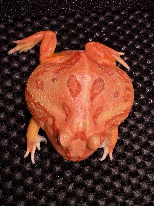 Ceratophrys cranwelli 'Strawberry 4-spot'