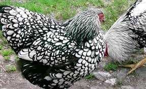 Продаж інкубаційного яйця Лівенська ситцева