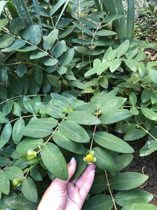 Декоративний кущ Звіробій Hypericum Сalycinum