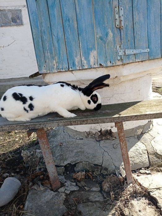 Кролі кролиці кролі