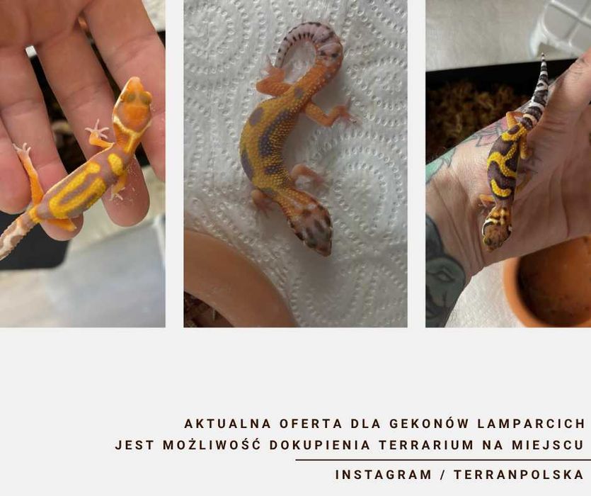 Gekon Lamparci - Jaszczurka dla początkujących agama zbożówka