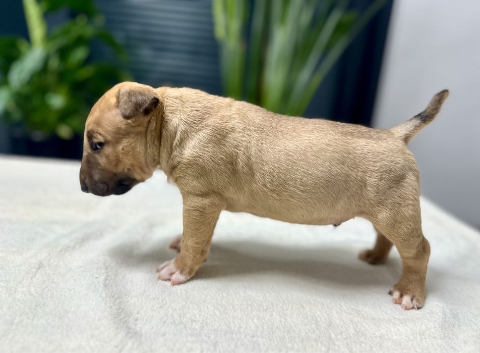 Bulterier miniaturowy